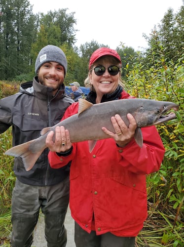 Wild Salmon And Trout On The Fly In Talkeetna