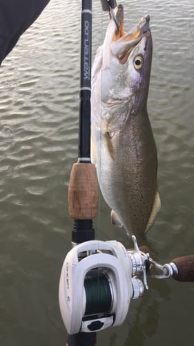 Rockport Tx Wade Fishing In Rockport