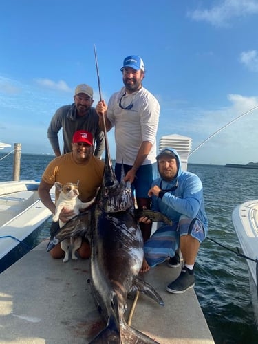 Miami Beach Swordfish Run In Miami Beach