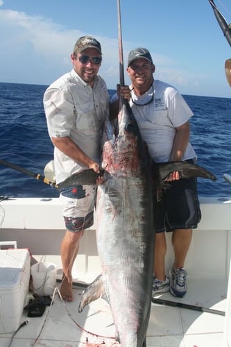 Miami Beach Swordfish Run In Miami Beach