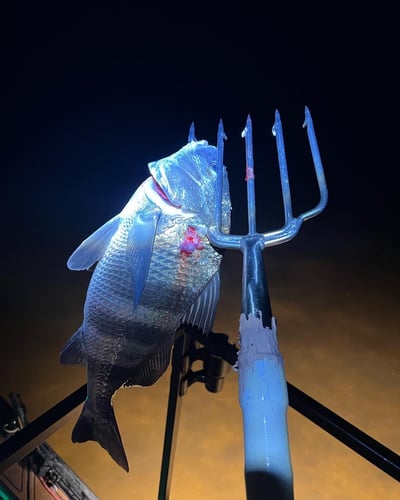 Flounder Gigging In Apalachee Bay In Eastpoint