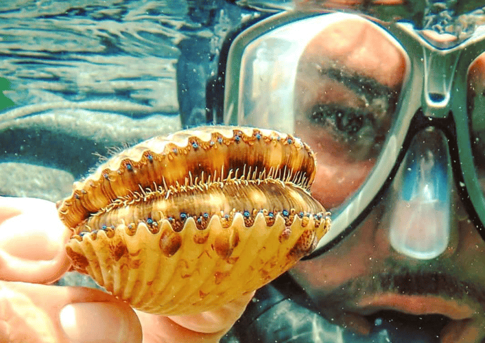 Scalloping In Apalachee Bay In Eastpoint