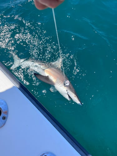 Half Day Nearshore Trip In Wrightsville Beach