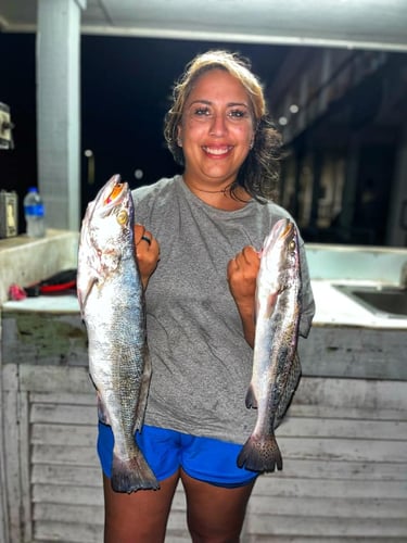 Galveston Bay Night Fishing In Galveston