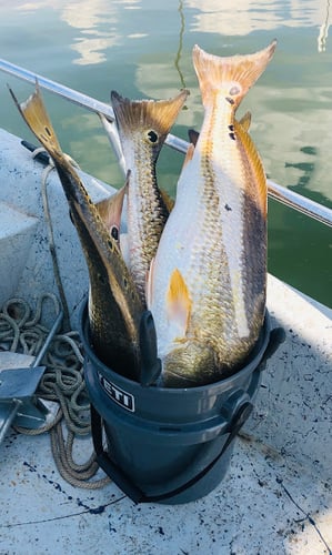 Calaveras Lake Freshwater Reds in San Antonio