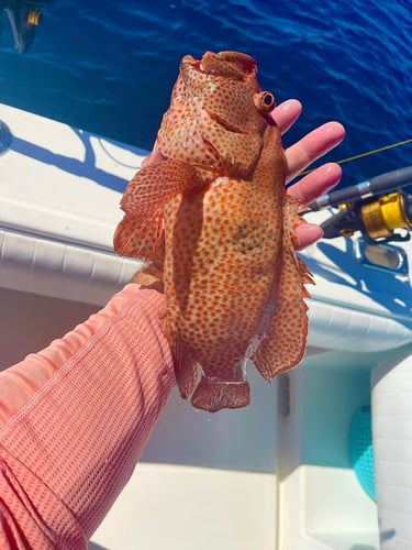 Grouper/Snapper 40mi+ In Bokeelia