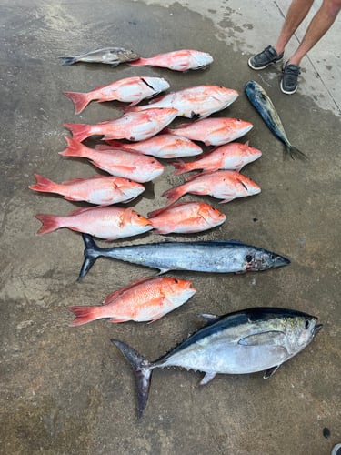 Deep Sea Fishing Frenzy In Freeport