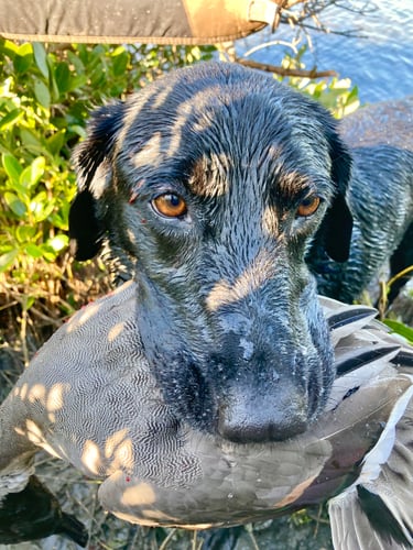 Bay Duck Hunting Trip 2 Person In South Padre Island