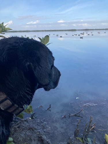 Bay Duck Hunting Trip 2 Person In South Padre Island