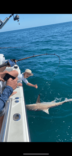 Shark Fishing In Belleair Bluffs