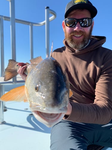 Poisson Redfish On The Fly In Houma