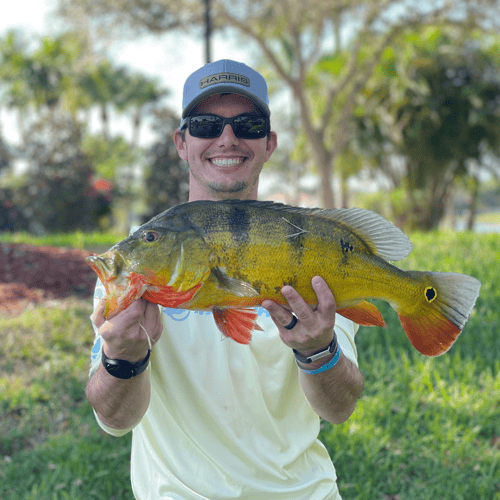 Shoreline Peacock Bass Fishing In Fort Lauderdale
