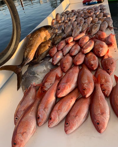 Bottom Fishing For Bigguns In Orange Beach