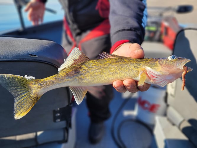 Walleye, Shad, and Sturgeon Trip in Pasco