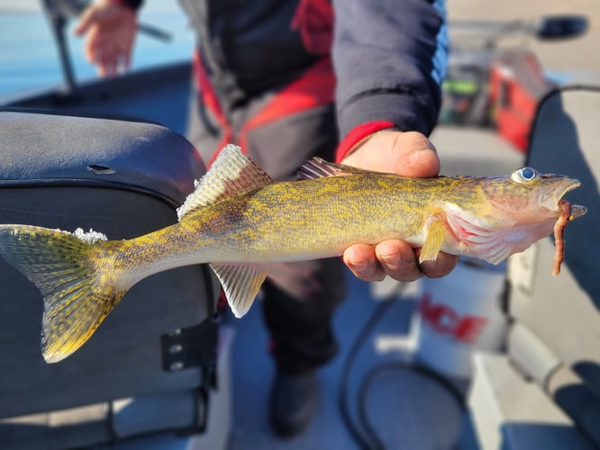 Walleye, Shad, And Sturgeon Trip In Pasco