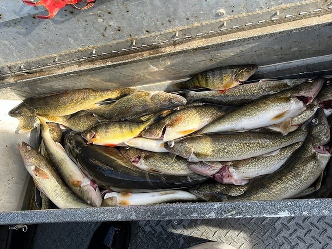 Walleye, Shad, And Sturgeon Trip In Pasco