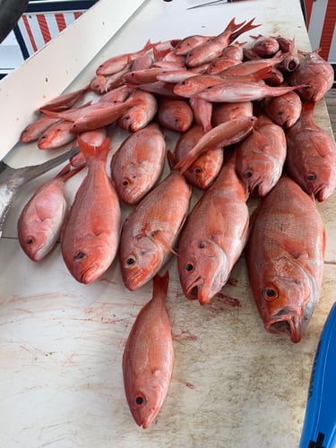 Ocean Bounty: Reel & Thrill In Orange Beach