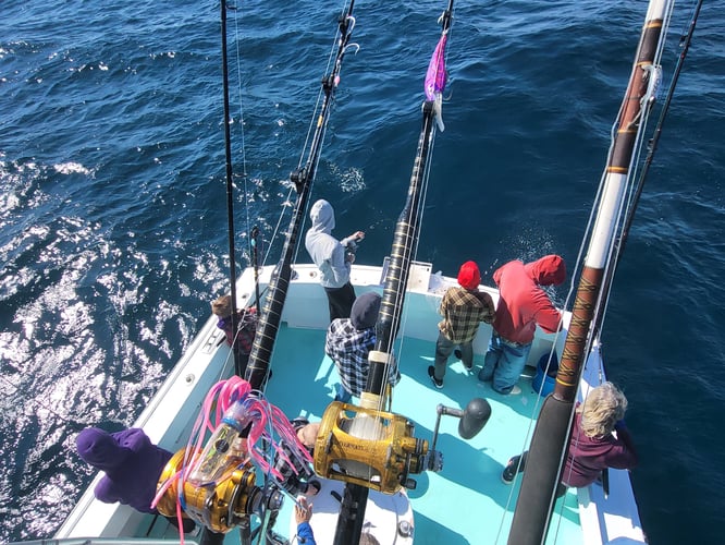 Trolling And Bottom Fishing Frenzy In Destin