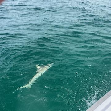 Trolling Trip - Mahi Wahoo Billfish In Destin