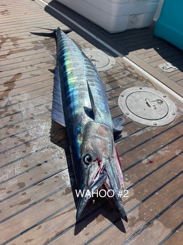 Best Day Ever - Reef Fishing In Islamorada