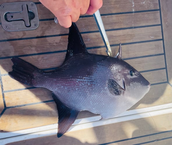 Best Day Ever - Reef Fishing In Islamorada