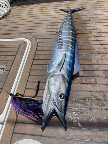 Best Day Ever - Reef Fishing In Islamorada