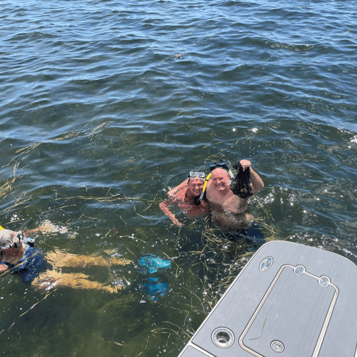 Searching For Scallops In Crystal River