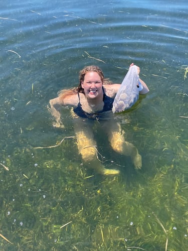 Searching For Scallops In Crystal River