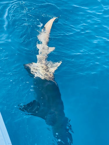 Shark Fishing Islamorada In Islamorada