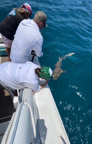 Shark Fishing Islamorada In Islamorada