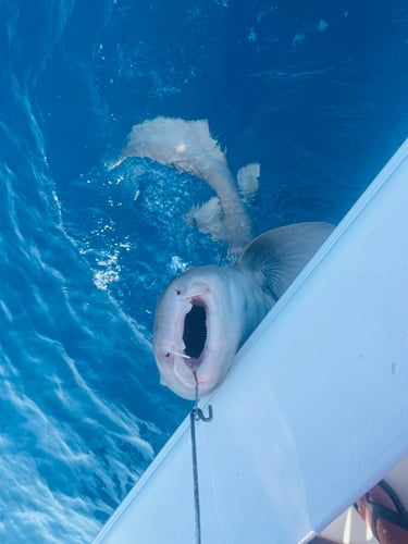 Shark Fishing Islamorada In Islamorada