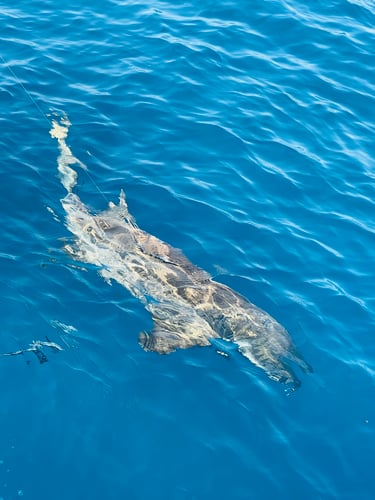 Shark Fishing Islamorada In Islamorada