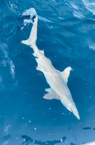 Shark Fishing Islamorada In Islamorada