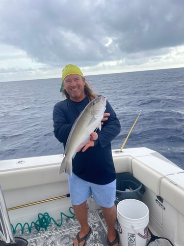 Shark Fishing Islamorada In Islamorada