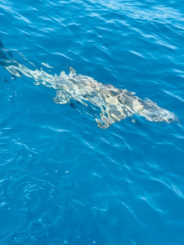 Shark Fishing Islamorada In Islamorada