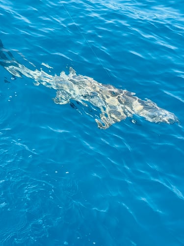 Shark Fishing Islamorada In Islamorada