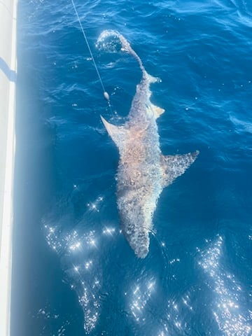 Quick Catches In The Gulf In Shalimar