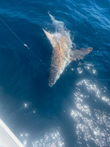 Quick Catches In The Gulf In Shalimar