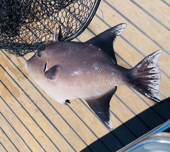 Islamorada Fishing With Capt Pete In Islamorada