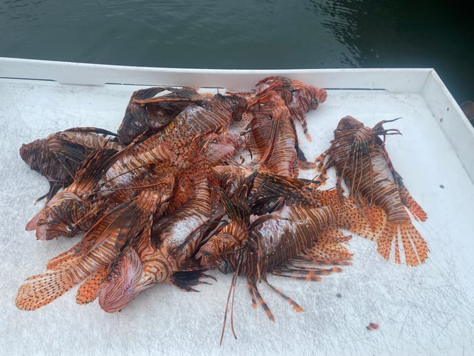 Lionfish Spearfishing Fury In Key West