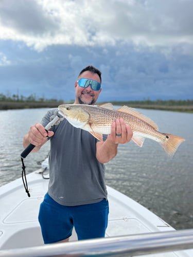 Bama Fly Frenzy In Gulf Shores