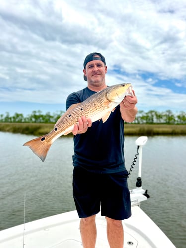 Bama Fly Frenzy In Gulf Shores