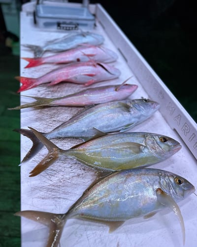 Islamorada Reef Fishing In Islamorada