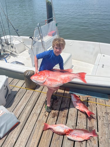 Alabama Snapper Smash In Dauphin Island