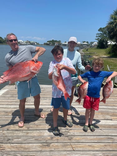 Alabama Snapper Smash In Dauphin Island