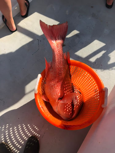 Best Red Snapper Fishing - Gulf Shores In Gulf Shores