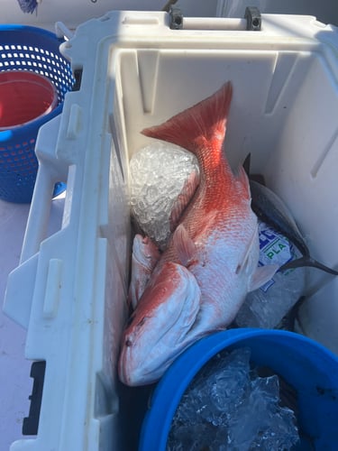 Best Red Snapper Fishing - Gulf Shores In Gulf Shores