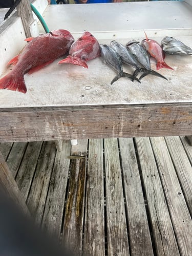 Best Red Snapper Fishing - Gulf Shores In Gulf Shores