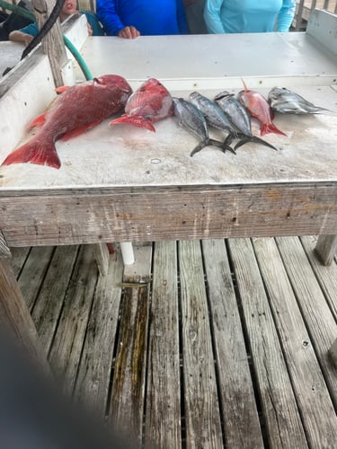 Best Bottom Fishing- Gulf Shores In Gulf Shores