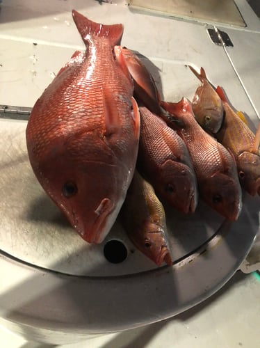 Best Red Snapper Fishing - Gulf Shores In Gulf Shores